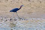 Little Blue Heron_28629